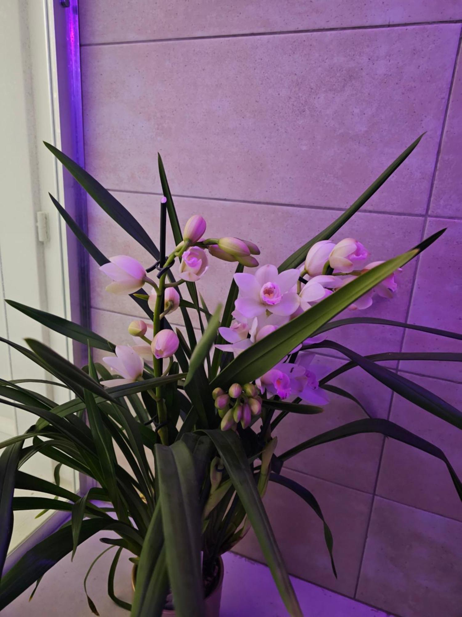 Du Soleil Appartement *